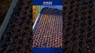 This Machine Plants an Entire Field in Seconds! 😱 Smart Farming Revolution #saifulandtech
