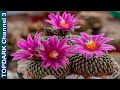 10 variedades de turbinicarpus