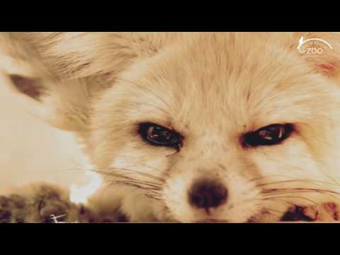 Fennec Fox Friday Love