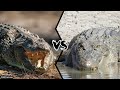 NILE CROCODILE VS SALTWATER CROCODILE - Who is the most powerful?