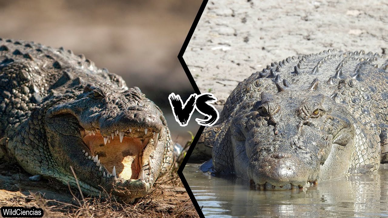 Nile Crocodile Vs Saltwater Crocodile - Who Is The Most Powerful?