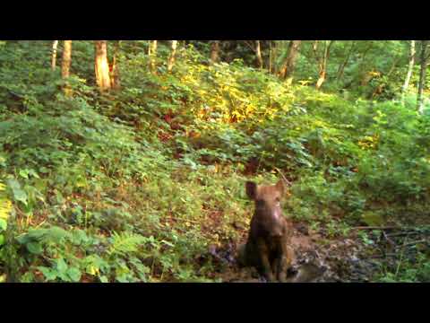 გარეული ღორი ტალახის აბაზანებს იღებს | Wild boar is having fun in mud