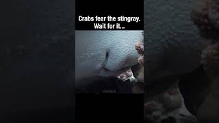 Crabs fear the stingray #short