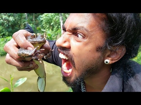 the giant frogs are crazy 😇 പൊരിക്കാൻ പിടിച്ച തവളകൾ 🙄 G J MOWGLI