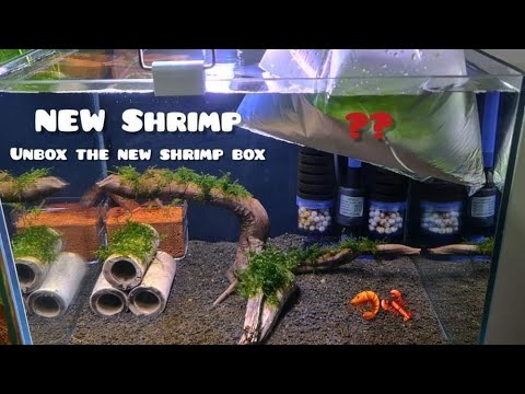 New SHrimp - Unboxing the new shrimp box for the shrimp tank(Important