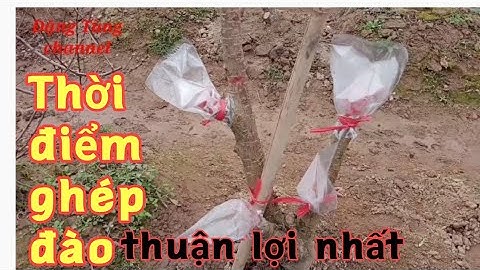 Thời điểm ghép đào đạt hiệu quả nhất trong năm đào tết đào bích