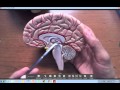 Brain Anatomy Regions and Landmarks