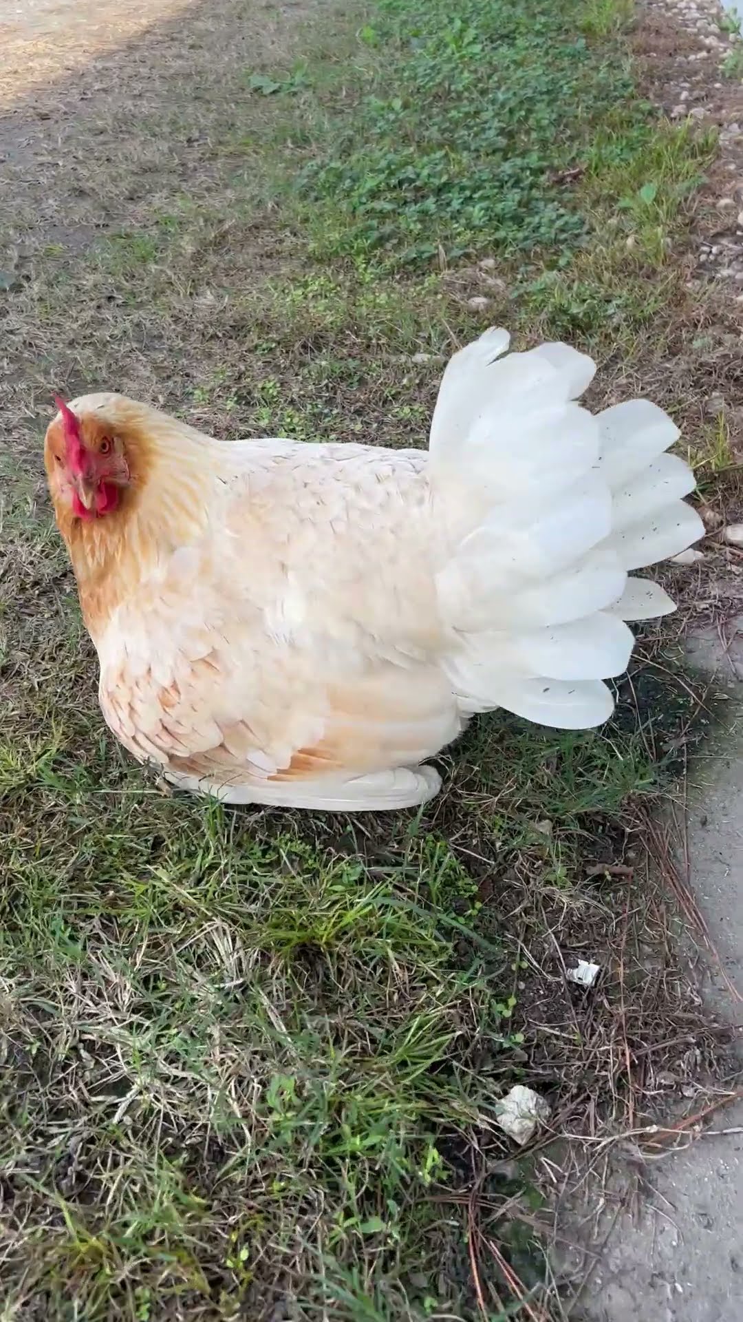 Hen Reveals Thirteen Chicks || ViralHog