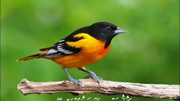 القارئ اسلام صبحي كل نفس ذائقة الموت