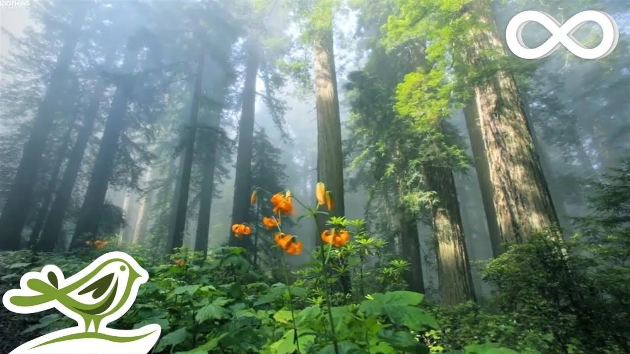 Beautiful Relaxing Music, Beautiful Nature Scenery in 4k Ultra HD, \