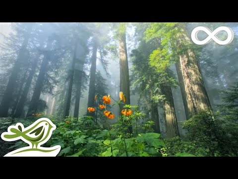 10 Hours of Relaxing Music - Calm Piano & Guitar, Sleep Music, Study Music