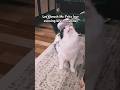 Does your cat love brushing more than Fritz? #catshorts #cat #catlover #cute