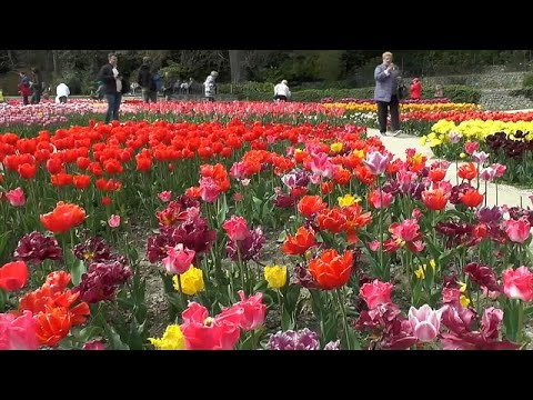 Video: Nikitsky Botanik Bahçeleri açıklaması ve fotoğrafları - Kırım: Yalta