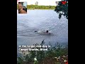 detik-detik buaya memakan manusia #shorts #buaya