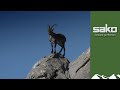 Long-range Spanish ibex hunt