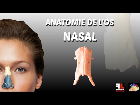 Vidéo: Anatomie, Diagramme Et Fonction De L'os Nasal - Cartes Corporelles