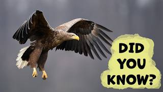 White-tailed Eagle Things You Need To Know!