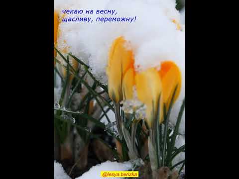 Леся Берізка Весна прийшла 