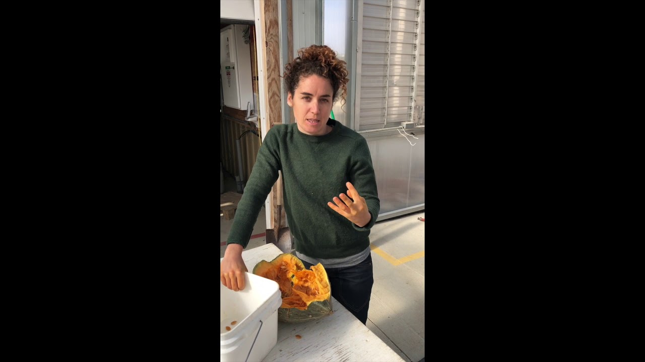 Saving squash seed