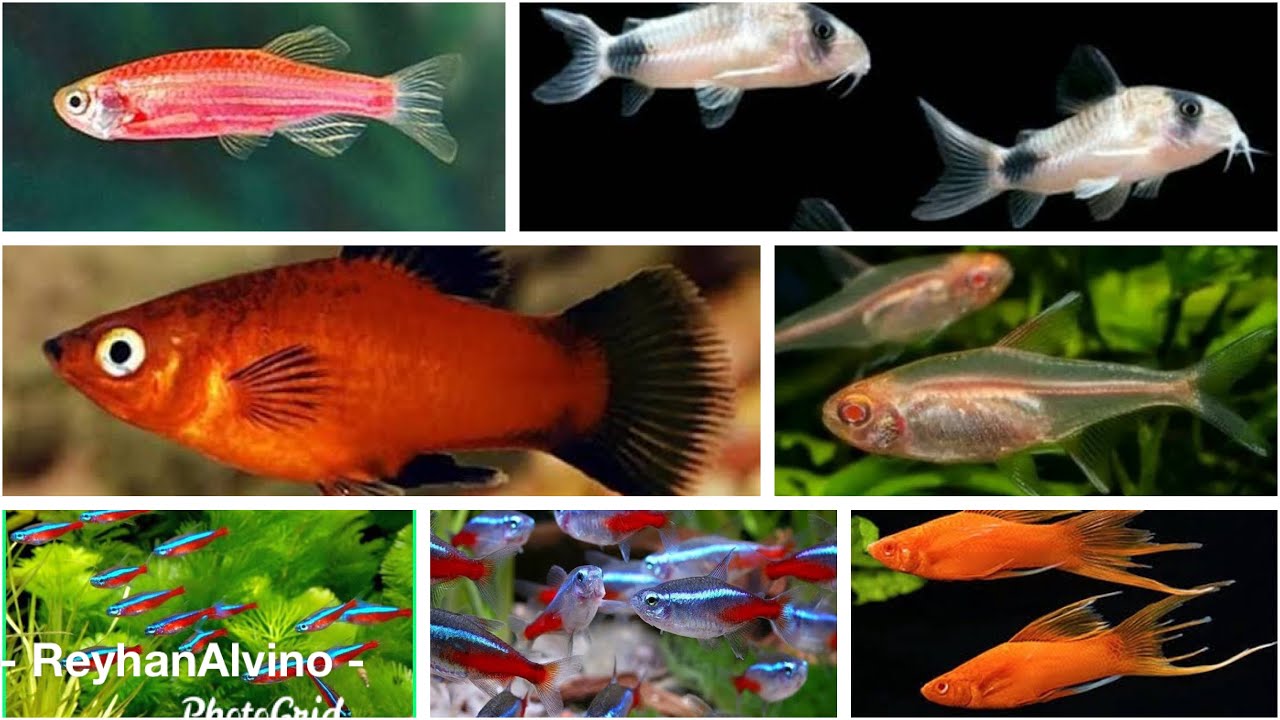50 Ikan Baru kecil-kecil Aquarium Tawar - YouTube