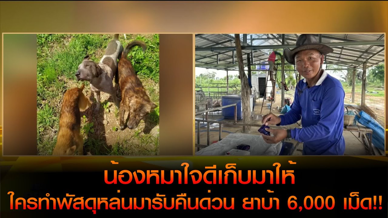 ใครทำพัสดุหล่นมารับคืนด่วน ยาบ้า 6,000 เม็ด!! น้องหมาใจดีเก็บมาให้