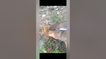 bẫy gà rừng 2021 wild chicken trap ( mái bông ) #gàrừng