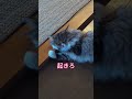 #ノルウェージャンフォレストキャット子猫　#cat