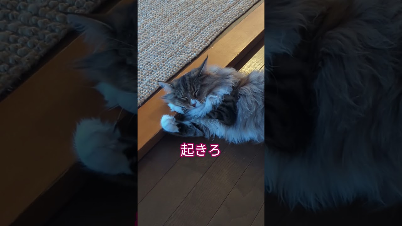 #ノルウェージャンフォレストキャット子猫　#cat