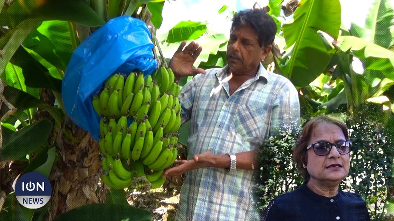Les plantations de banane toujours affectées par la maladie des «raies noires»