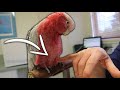 Fatty Liver Disease in Pet Parrots | Vet Series | Feat. Matt Gosbell