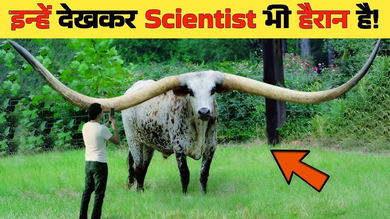 दुनिया के 10 सबसे बड़े सींग वाले जानवर | World’s Largest Horned Animals Explained
