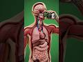What Happens Inside Your Body When You drink monster energy