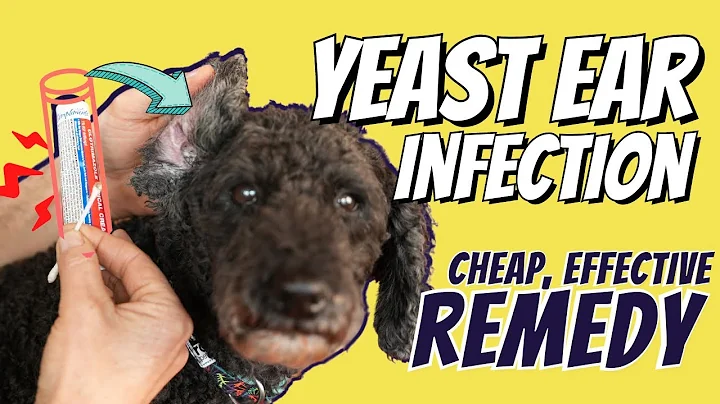 Dog Yeast Ear Infections: Great OTC Home Remedy - DayDayNews