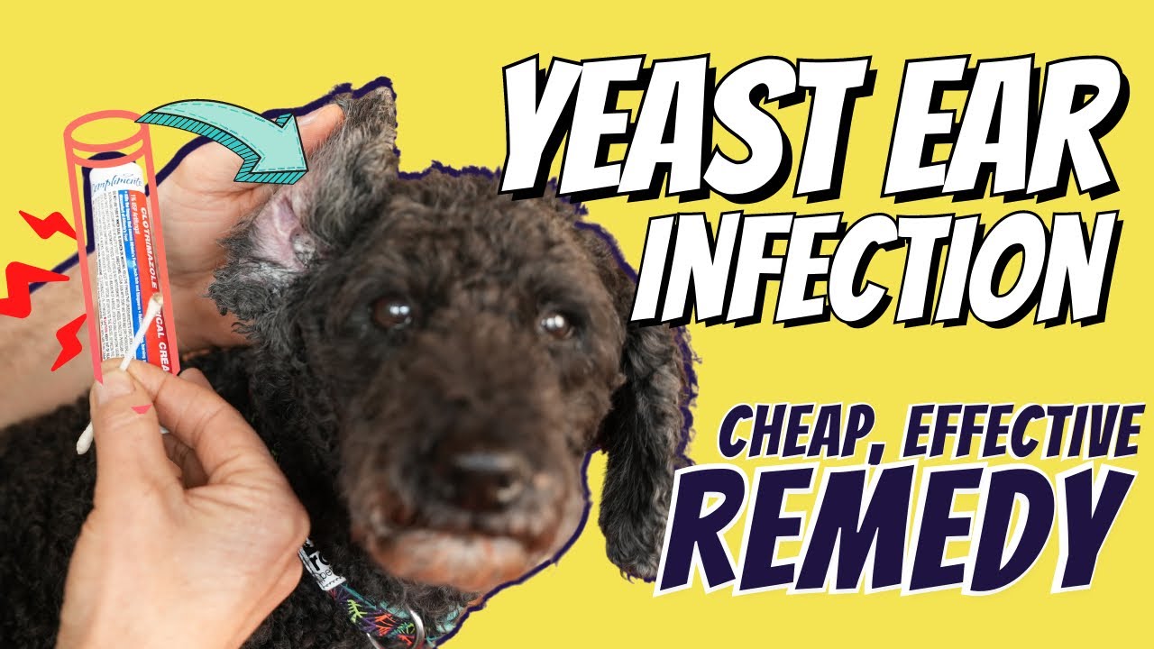 Dog Yeast Ear Infections: Great Otc Home Remedy
