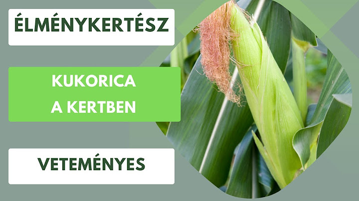 Kukorica a kertben🌽