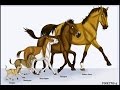 Les chevaux, origine et évolution