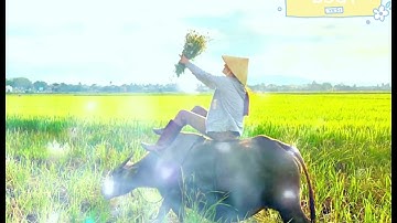 Lượn Cọi : ( Đôi Bạn Cùng Chăn Trâu ) St và T.bày :Ma Văn Hưng