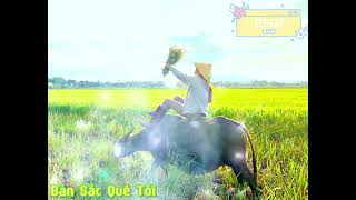 Lượn Cọi : ( Đôi Bạn Cùng Chăn Trâu ) St và T.bày :Ma Văn Hưng