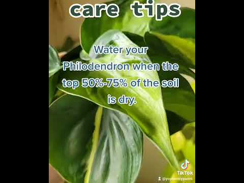 वीडियो: फिलोडेंड्रोन देखभाल - फिलोडेंड्रोन पौधे उगाने के बारे में जानें