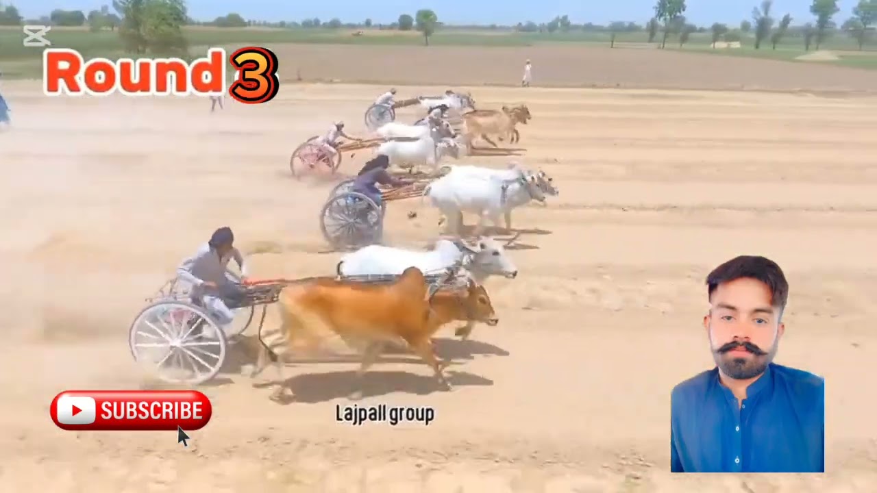 Open bail gadi race in fasilabad | Hamza Ali |Bail gadi race