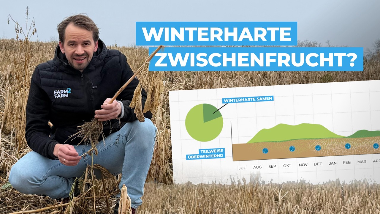 Winterharte Zwischenfrucht oder abfrostend – darauf kommt’s an!