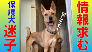 【協力お願いします】保護犬がいなくなりました