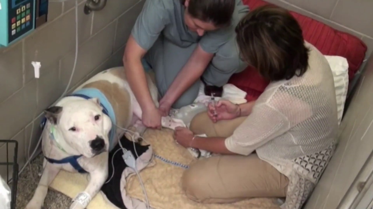 tufts university jobs Clinical Trials Make Progression in Veterinary Care Possible