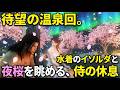 【剣豪ずんだもん】待望の温泉回。水着のイソルダと夜桜を眺める、侍の休息 #12【Skyrim SE】