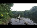 Swans at Strichen Loch 20th July 2021