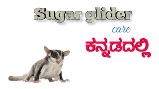 Sugar glider care in Kannada | ಶುಗರ್ ಗ್ಲೈಡರ್ ಕಾಳಜಿ ಕನ್ನಡದಲ್ಲಿ.