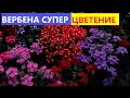 ВЕРБЕНА из семян🌺Ваш Цветник будет Оочень Красивым