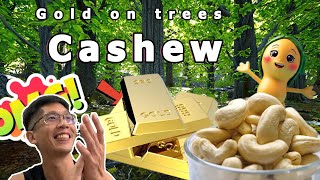 How Vietnam Stole the Cashew Industry (And Made Billions)