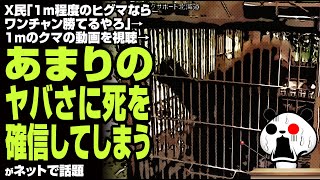 X民「1m程度のヒグマならワンチャン勝てるやろ」→1mのクマの動画を視聴→あまりのヤバさに死を確信してしまう…が話題