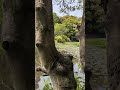 京都山科 勧修寺の庭園白い藤キレイ